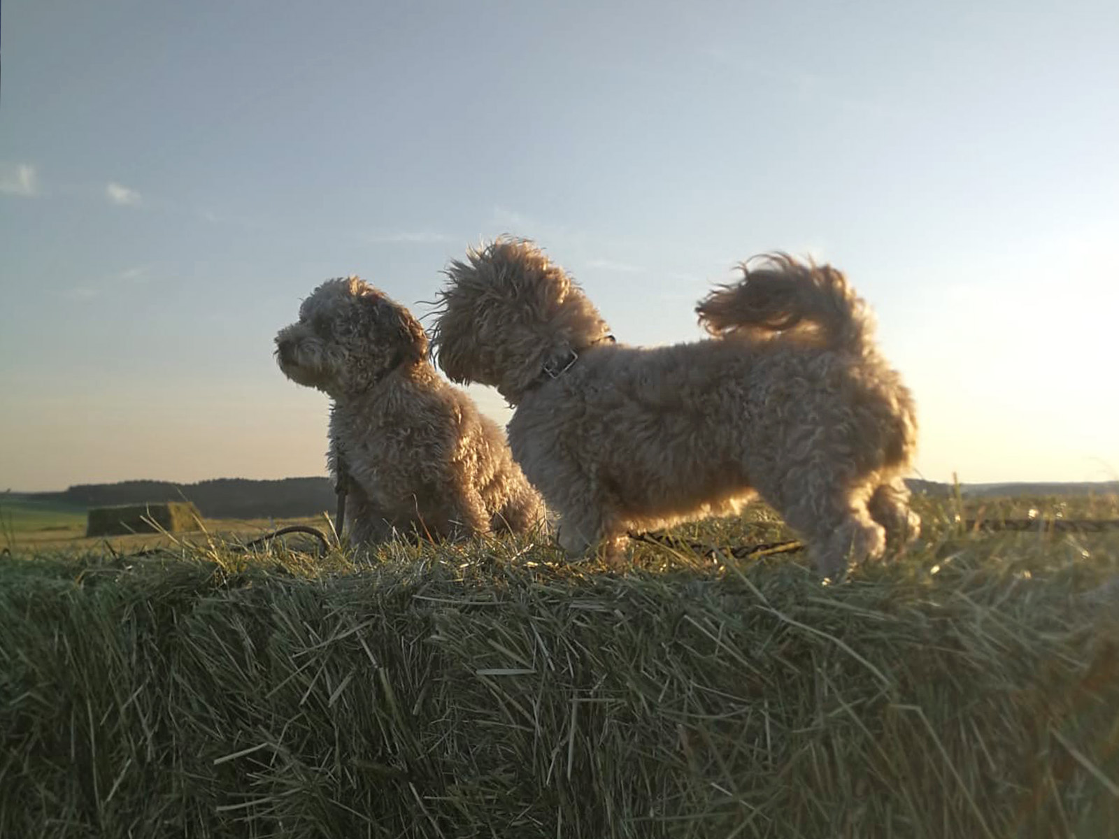 Bonnie und Ella auf dem Strohballen