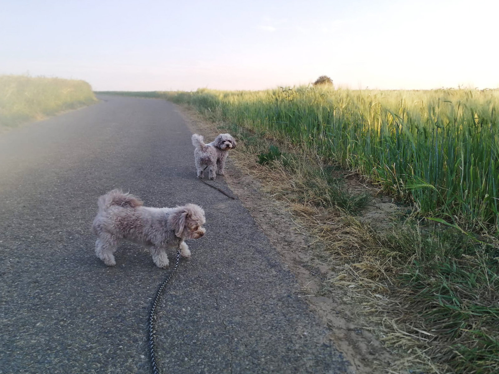 Bonnie und Ella beim Spaziergang